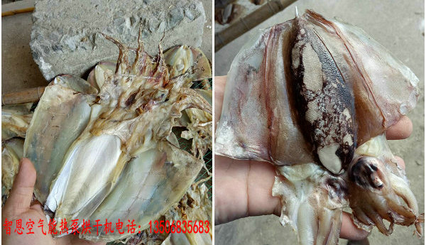 魷魚(yú)烘干機(jī)